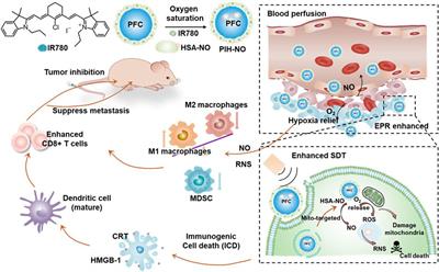 Mitochondria-targeted organic sonodynamic therapy agents: concept, benefits, and future directions